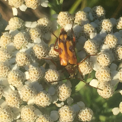 Typocerus octonotatus