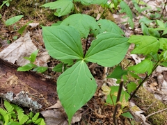 Trillium erectum