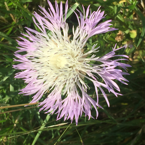 American basketflower