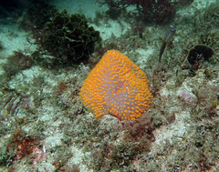 Polycitor giganteus