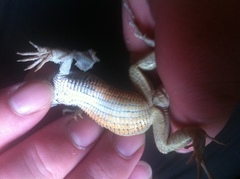 Aspidoscelis marmoratus