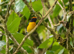 Euphonia anneae