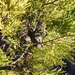 Scrub Cypress-Pine - Photo (c) Wayne Martin, some rights reserved (CC BY-NC), uploaded by Wayne Martin