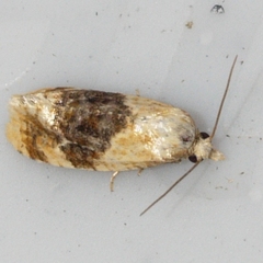 Cochylichroa