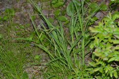 Carex gynandra