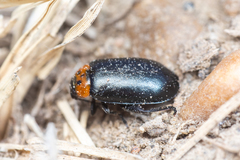 Disonycha triangularis