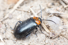 Disonycha triangularis