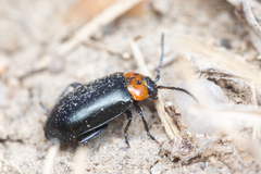 Disonycha triangularis