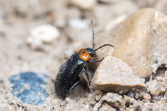 Disonycha triangularis