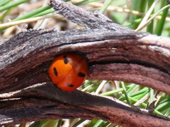 Coccinella transversoguttata