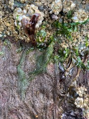 Cladophora stimpsonii