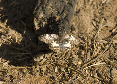 Chiomara asychis