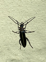Oxycopis