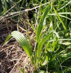 Plantago lanceolata