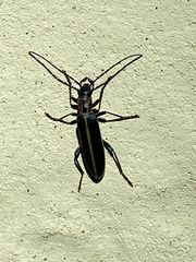 Oxycopis