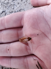 Ischnoptera bilunata