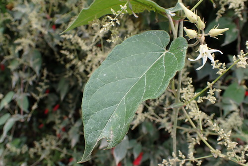 Oxypetalum dombeyanum, 2022-05-18
