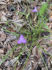 Callisia ornata