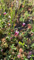 Trifolium willdenovii