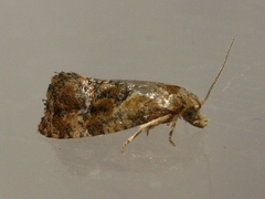 Cochylichroa