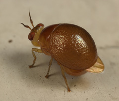 Celyphus difficilis