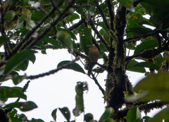 Thamnistes anabatinus