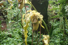 Phragmipedium