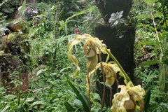 Phragmipedium