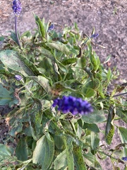 Salvia farinacea