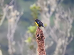 Bangsia melanochlamys