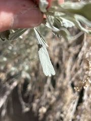 Artemisia tridentata tridentata