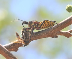 Apiomerus flaviventris