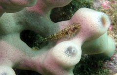 Enneapterygius atrogulare