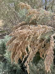 Artemisia tridentata tridentata