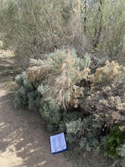 Artemisia tridentata tridentata