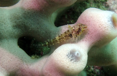 Enneapterygius atrogulare