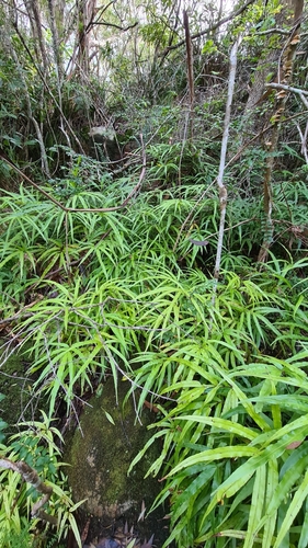 Image of Pteris umbrosa by (c) Petra Holland, some rights reserved (CC BY)