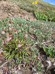 Tofieldia coccinea