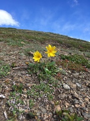 Arnica griscomii