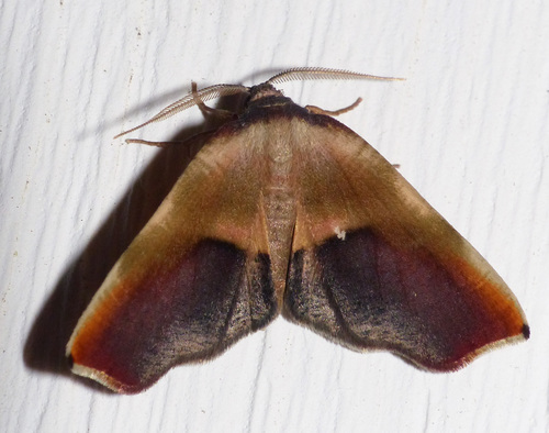 Purple Plagodis Moth photo 2