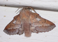 Phyllodesma americana