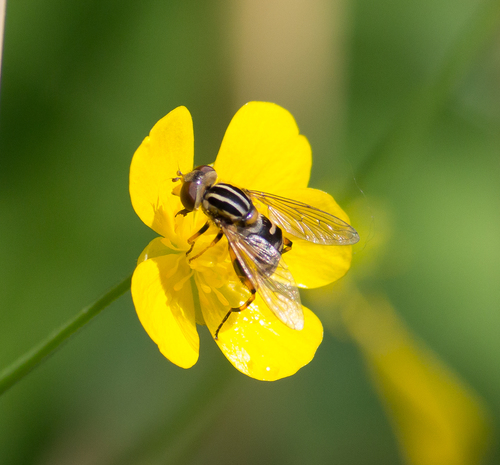 Striped Swamp Fly