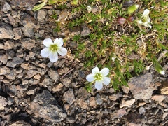 Cherleria arctica