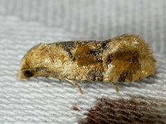 Cochylichroa