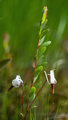 Vaccinium macrocarpon
