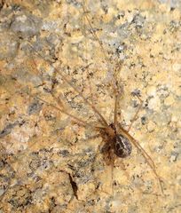 Psilochorus californiae