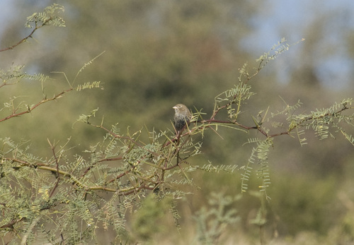 Carbonated Sierra Finch (Rhopospina carbonaria), photo 10