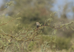 Rhopospina carbonaria