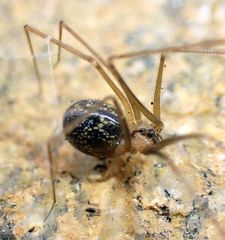 Psilochorus californiae