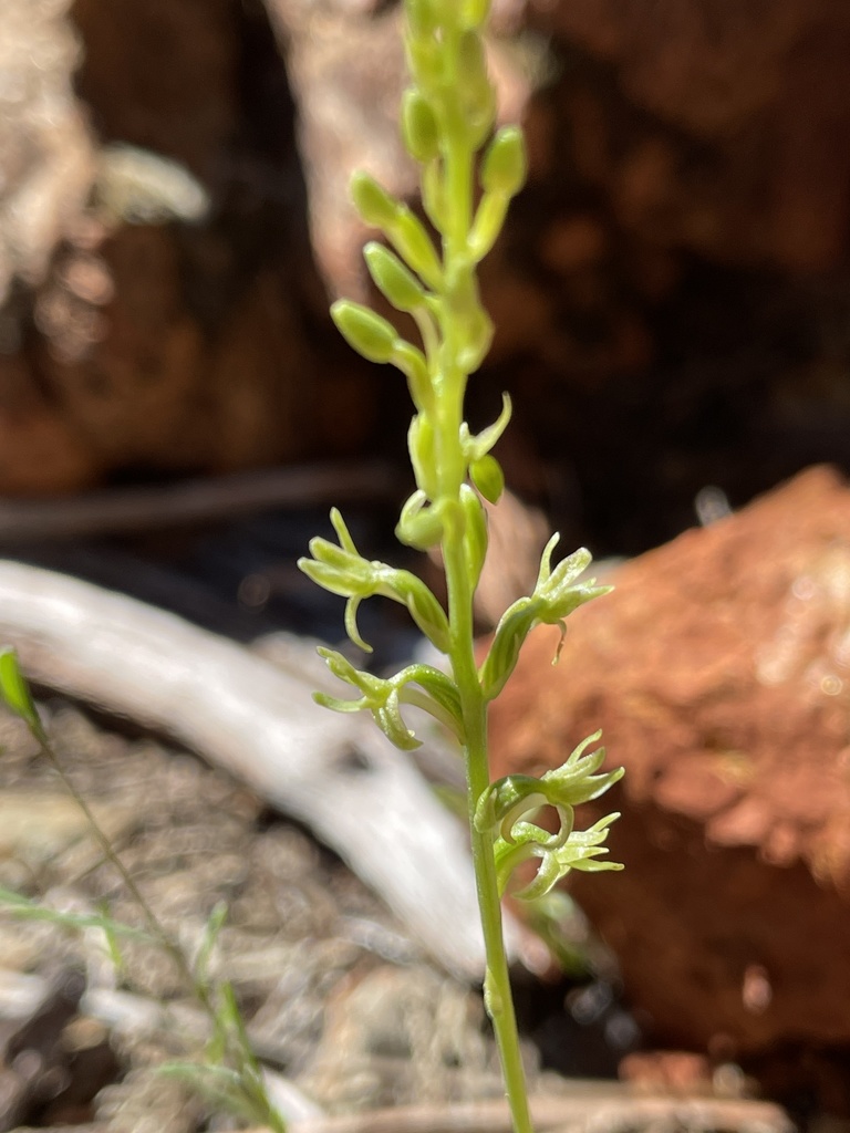 Platanthera leptopetala